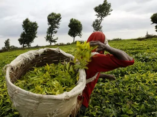 A worker picks tea at a plantation in Githunguri, 30 km (18 miles) from Kenya's capital Nairobi, January 6, 2012.
