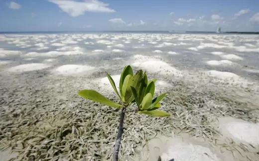 A mangrove plant grows on a shore in Cancun June 21, 2010. In the 40 years since Cancun was founded, countless acres of mangrove forests up and down Mexico's Caribbean Coast have been lost - and the destruction continues. Now many scientists say that mangrove forests can help slow climate change, and are desperate to save them. Picture taken June 21, 2010.