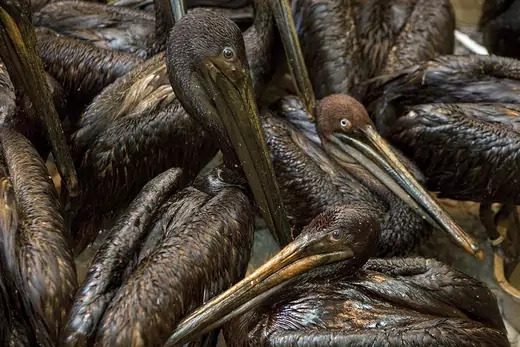 Pelicans, covered in oil from BP’s Gulf of Mexico oil spill.