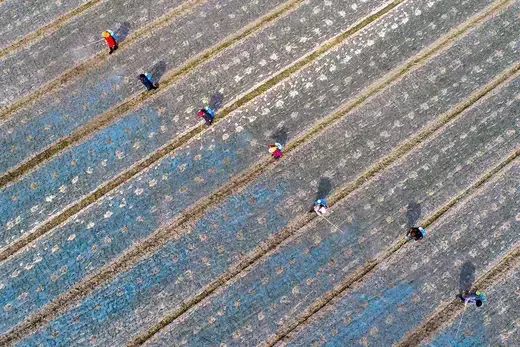 Farmers in crop field spraying fertilizer.
