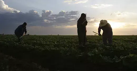 Migrant labourers weed a melon field during the early morning in Somerton, Arizona.