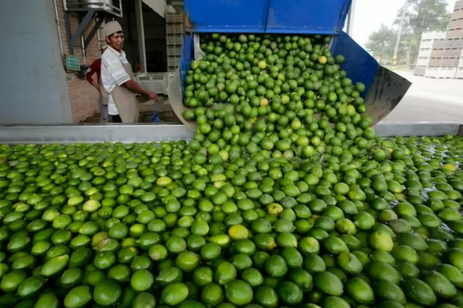 A worker looks at lemons at a plant in Cuatro Cañadas, Bolivia, December 2013 (Courtesy Reuters/David Mercado).