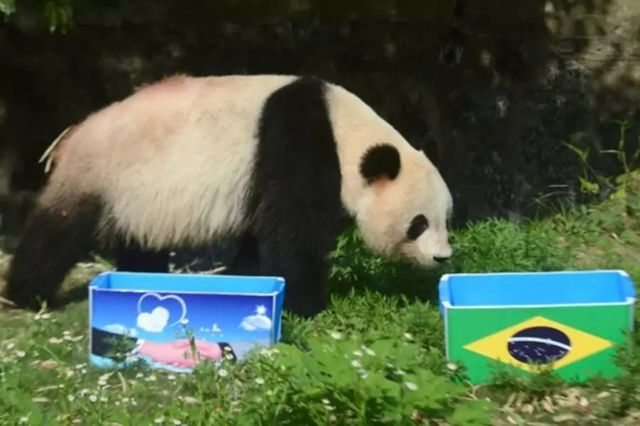 Giant panda Ying Mei approaches a box of food with the Brazilian flag on it during an event called "Panda Predicts World Cup R... Cup opening match between Brazil and Croatia, in Yangzhou, Jiangsu province on June 12, 2014 (China Daily/Courtesy: Reuters).