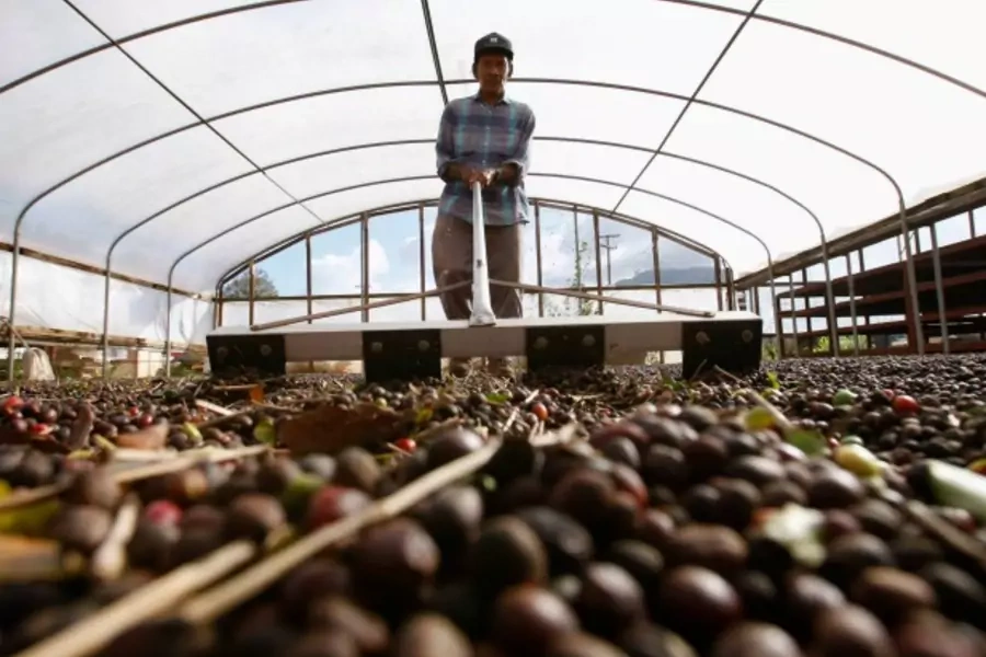 Cresencio Bumanglag, a worker of Dole Food Company, rakes coffee fruits for them to dry at the company's Waialua coffee and co...rea and an environmental initiative to help spur world economic growth. Picture taken November 9, 2011 (Reuters/Yuriko Nakao).