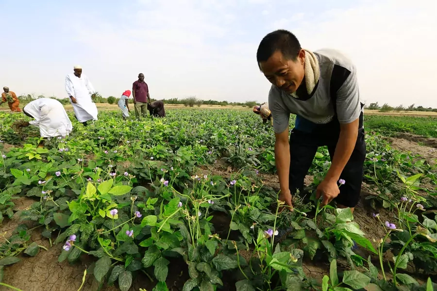 A Chinese farmer removes weeds inside his farm as China's Minister of Agriculture Han Changfu visits the area for the Sudan-China Agriculture Cooperation Development Forum in Khartoum, Sudan.