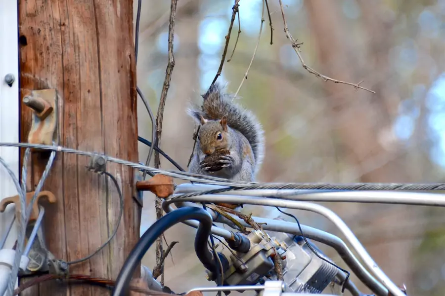 Who poses a bigger threat to the U.S. electricity grid: the Russians or squirrels?