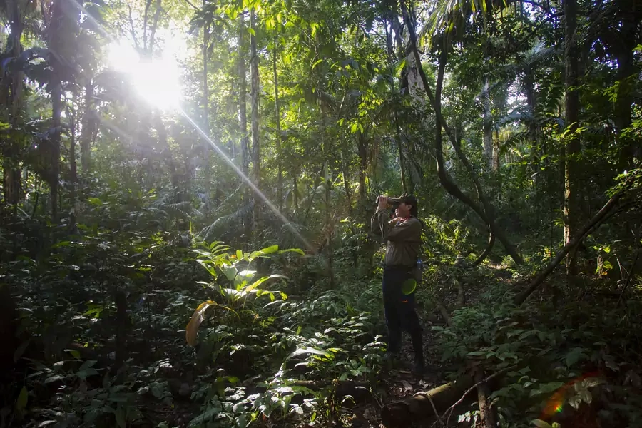 A tourist guide searches for monkeys at the Manu National Park in Peru's southern Amazon region of Madre de Dios in 2014.