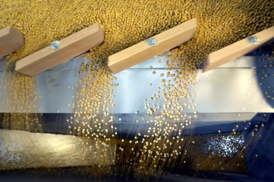 Soybeans being sorted according to their weight and density on a gravity sorter machine at Peterson Farms Seed facility in Fargo, North Dakota, U.S., December 6, 2017.