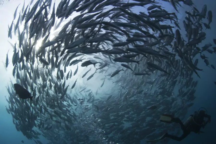 A school of swirling jacks near the Indonesian island of Bali on May 14, 2011. 