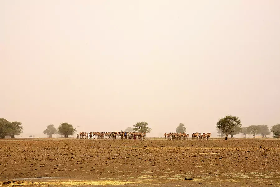Nomads with their cattle in the Zakouma National Park in Chad, 2000.