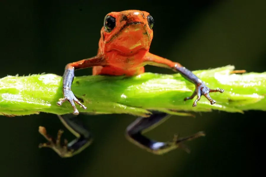 A Blue Jeans Dart Frog is seen at La Selva biological station in Sarapiqui, in this January 12, 2006 file picture. 