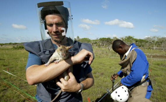 ’HeroRATs’ Corner Landmines and Tuberculosis in Africa