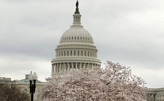 The U.S. Capitol Dome is pictured behind a cherry blossom tree in Washington. 