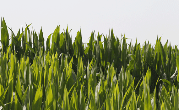 A cornfield is pictured in Atalissa, Iowa. 