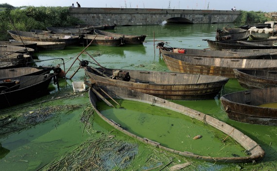 The algae-filled Chaohu Lake is seen in Hefei, Anhui province, on August 3, 2010.