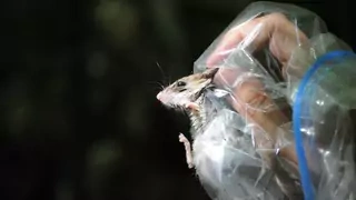 Photo showing the hand of a researcher holding a deer mouse during a biological survey in New York. 