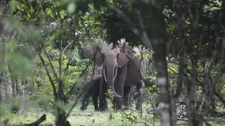 Two elephants are seen in a forested area. 
