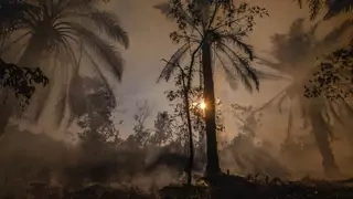 Smoke rises from a hazy forest in Indonesia. 