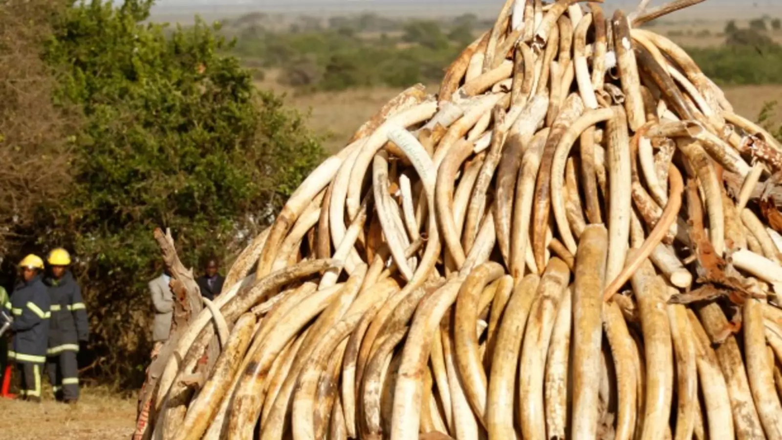 The Danger of False Narratives: Al-Shabaab's Faux Ivory Trade | Council on Foreign Relations