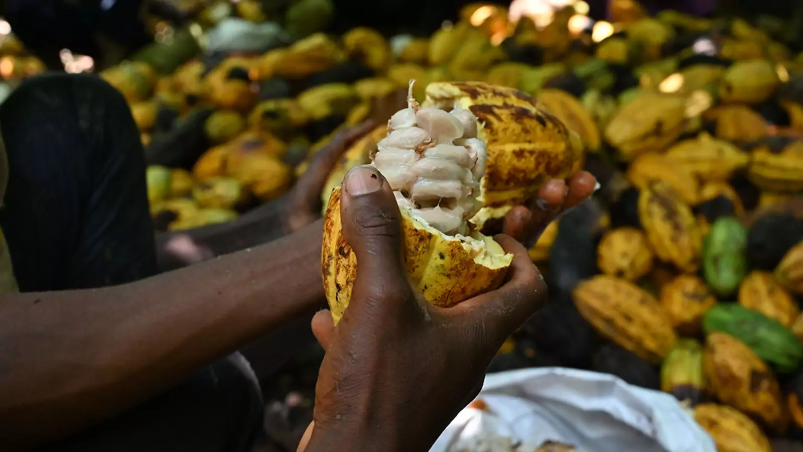 A worker breaks a cocoa pod at a plantation near Guiglo, western Ivory Coast.