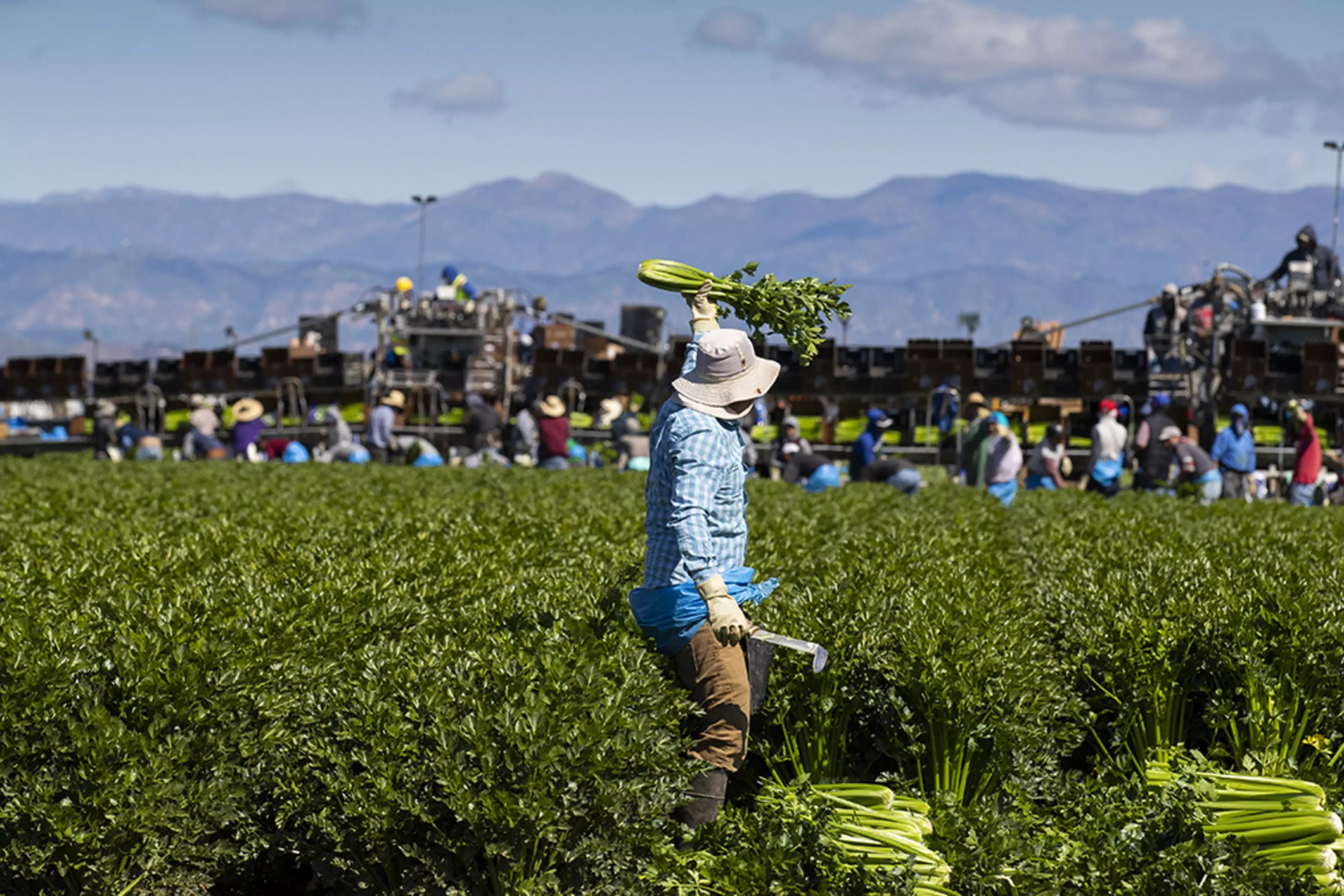 Agricultural workers harvest celery in Oxnard, California, on March 26, 2020.