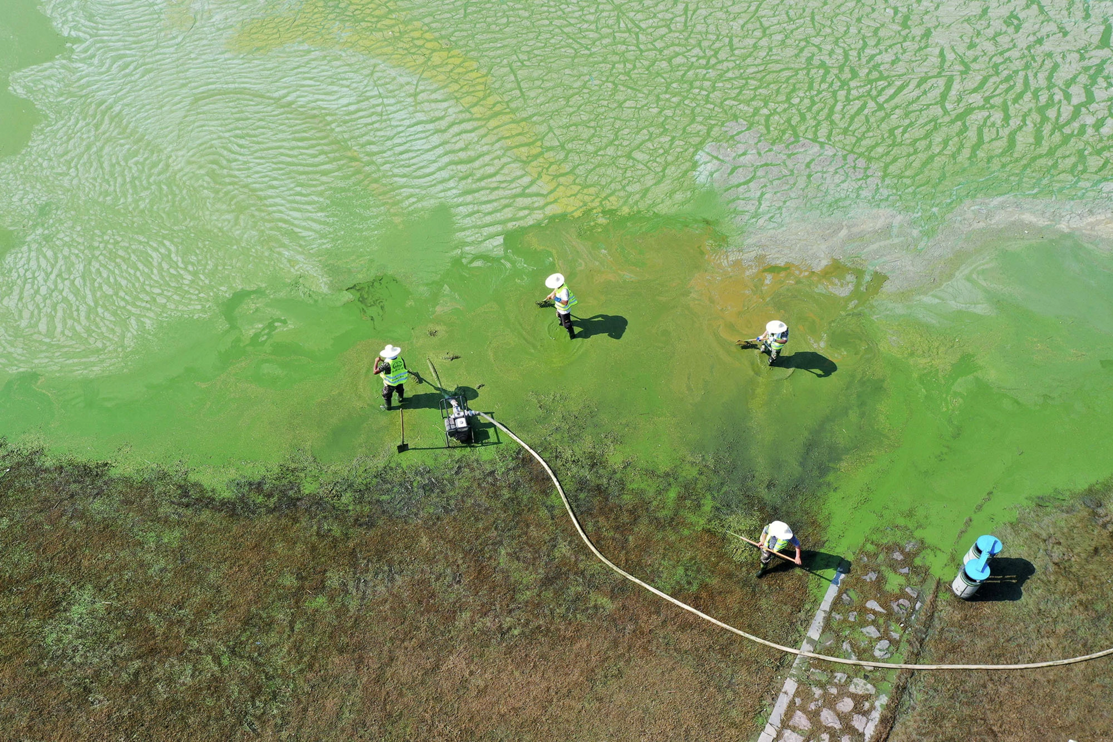 Workers try to clear algae from a polluted lake in Anhui Province.
