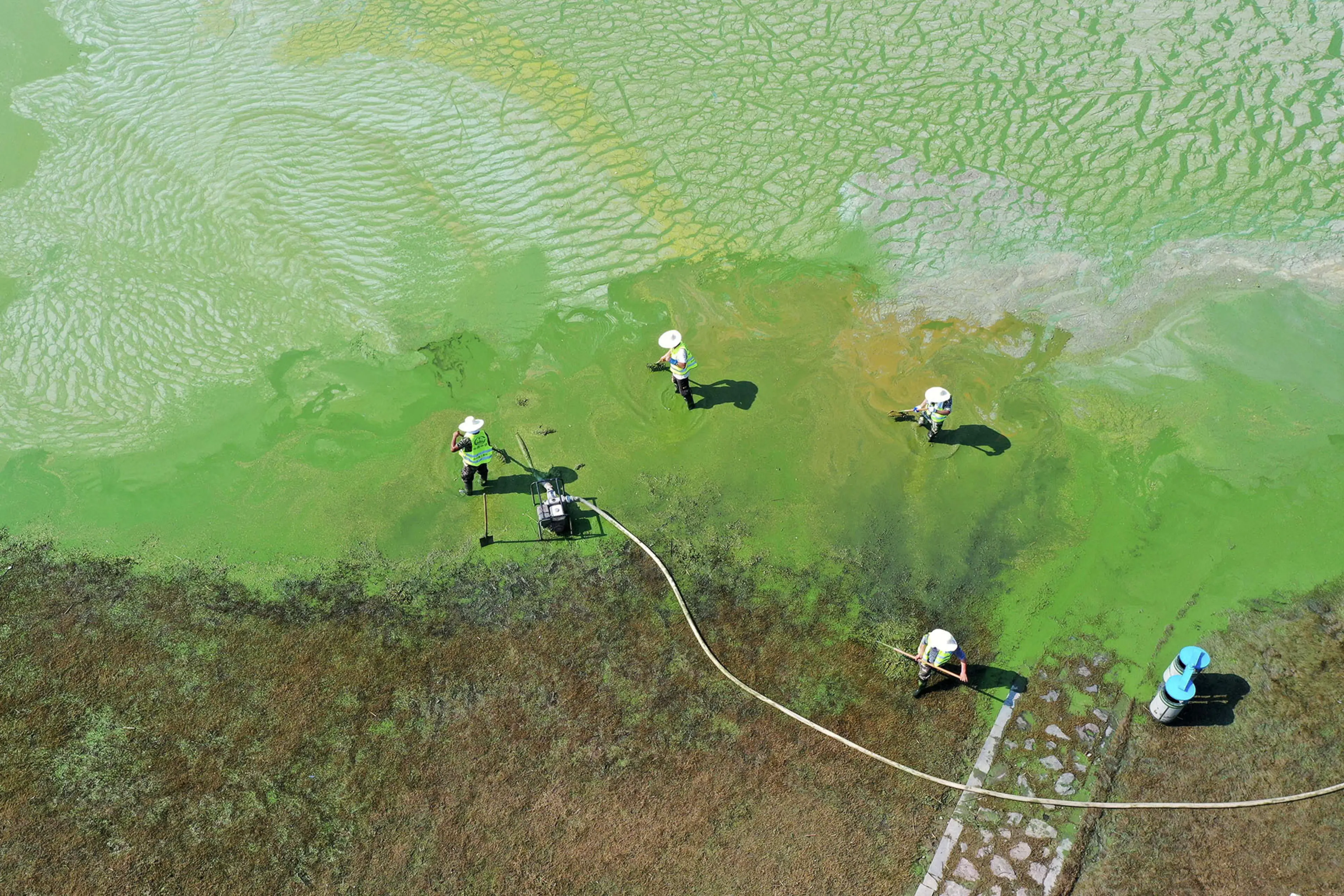 Workers try to clear algae from a polluted lake in Anhui Province.