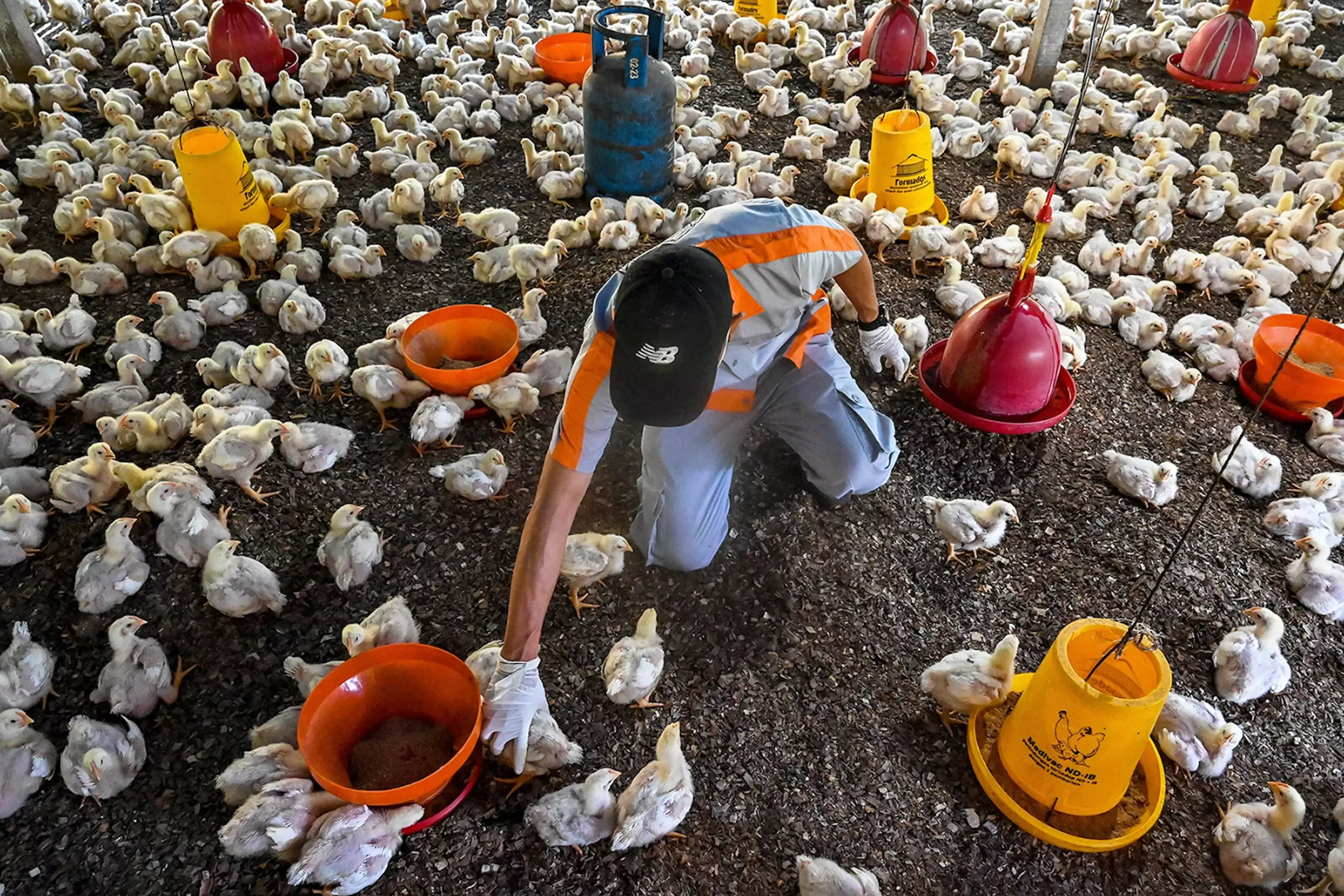 An Indonesian government worker examines chicks for signs of avian flu at a poultry farm.