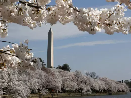 The cherry blossom trees around the Tidal Basin are in full bloom in Washington, DC. (Larry Downing/Courtesy Reuters) 