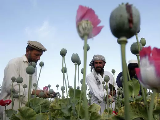 Afghanistan-poppies-trafficking-Taliban-security-development-poverty2