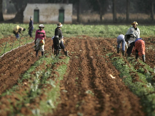 Farm workers are seen at a farm in Eikeihof outside Johannesburg September 30, 2008. 