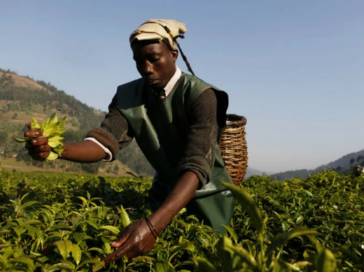 A Rwandan tea picker works in a field at Mulindi estate, about 60 km (40 miles) north of the capital Kigali, August 5, 2010.