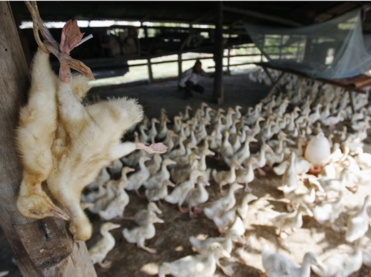 Dead ducks are hung at a farm in the outskirts of Phnom Penh December 17, 2008. 