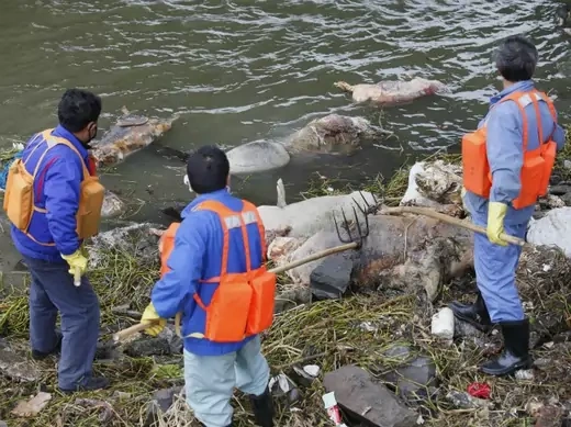 Cleaning workers retrieve the carcasses of pigs from a branch of Huangpu River in Shanghai on March 10, 2013.