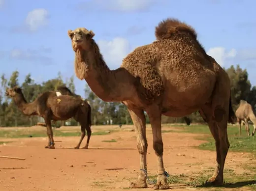 Camels stand in a farm in Benghazi, February 11, 2013.