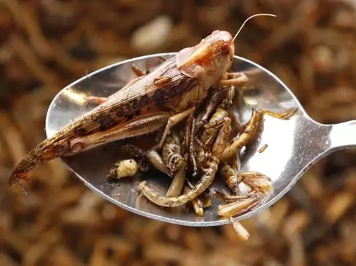 Locusts and worms are seen on a spoon after being cooked with olive oil for a discovery lunch in Brussels