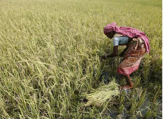 women farming india landesa