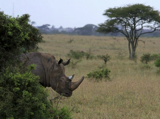 A White rhino walks after exiting a cage at Kenya's Nairobi National Park May 3, 2011.