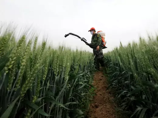 A farmer sprays pesticide in a wheat field in Zaozhuang, Shandong province on May 14, 2013.