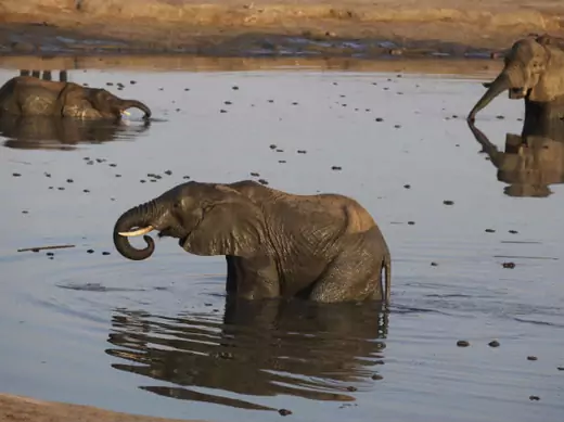 Africa - Elephants at Watering Hole in Zim