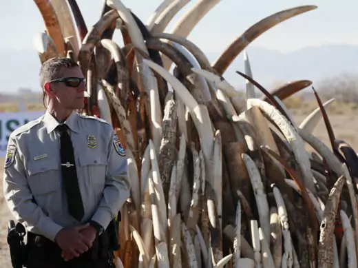 Ryan Yetter, a federal wildlife officer with the U.S. Fish and Wildlife Service stands guard next to a huge pile of confiscated elephant tusks, before 6 tons of ivory was crushed, in Denver, Colorado November 14, 2013. 