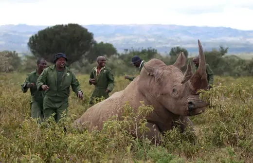 Kenya Wildlife Service (KWS) wardens wait for a tranquillised male white rhinoceros to collapse to the ground, before implanting a radio transmitter, at the Lake Nakuru National park in Kenya's Rift Valley, 160 km (99 miles) west of the capital Nairobi, November 8, 2013.