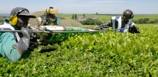 Kenyan workers pluck tea leaves using a new machine at the Uniliver Tea farm in Kericho, 300km west of the capital, Nairobi.