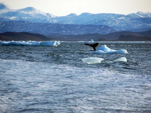 A whale dives into sea off the coast of Greenland's capital Nuuk October 17, 2012. By a remote fjord where icebergs float in silence and hunters stalk reindeer, plans are being drawn up for a huge iron ore mine that would lift Greenland's population by four percent at a stroke - by hiring Chinese workers. The $2.3-billion project by the small, British company London Mining Plc would also bring diesel power plants, a road and a port near Greenland's capital Nuuk. It would supply China with much needed iron 