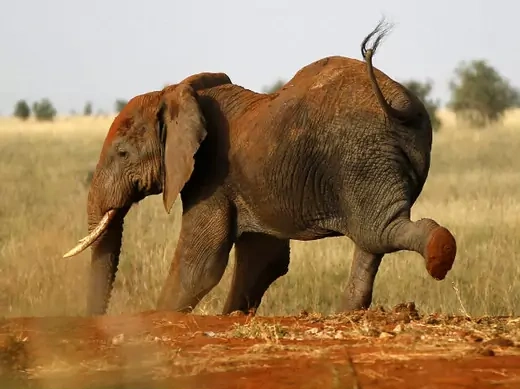 Africa - Kenya wildlife elephant