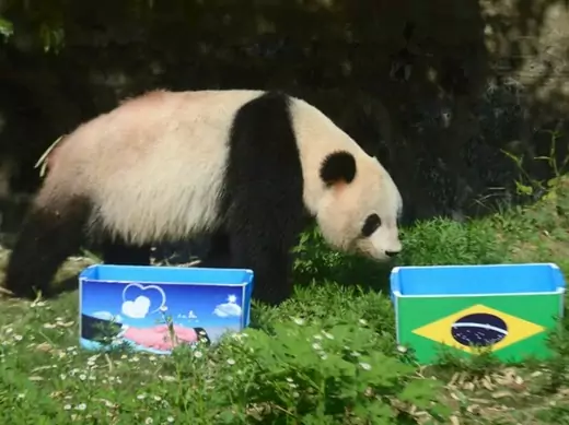 Giant panda Ying Mei approaches a box of food with the Brazilian flag on it during an event called "Panda Predicts World Cup Results," ahead of the 2014 World Cup opening match between Brazil and Croatia, in Yangzhou, Jiangsu province on June 12, 2014 (China Daily/Courtesy: Reuters).