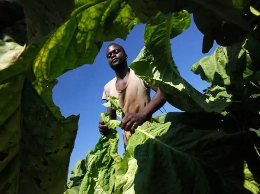 A farmer harvests tobacco in Harare, Zimbabwe, January 2014 (Courtesy Reuters/Philimon Bulawayo). 