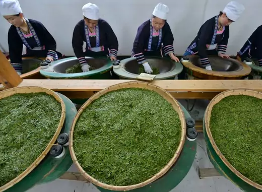 Ethnic Dong women work at a tea leaf processing factory in Liping county, Guizhou province, China, March 2014 (Courtesy Reuters/Sheng Li). 