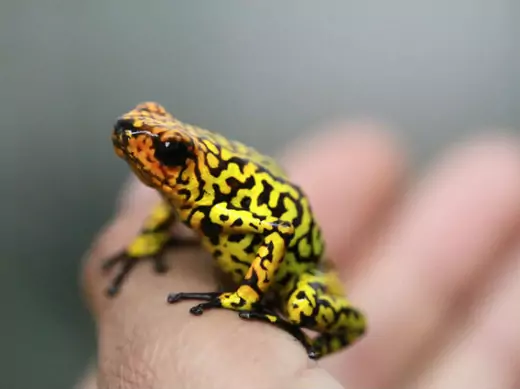 An endangered poison frog (Oophaga histrionica) is pictured at the Santa Fe Zoo in Medellín, Colombia, in January 2013.
