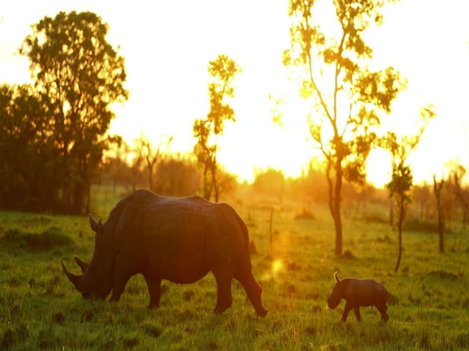 rhino passing